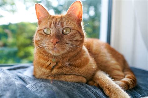 10 Adorable Orange Cat Breeds | Friendly Orange Breeds of Cats