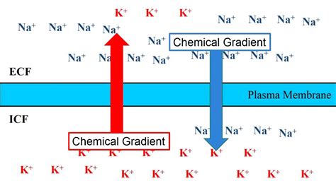 Resting Membrane Potential - YouTube