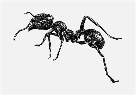 hand drawn illustration of an ant. sketch, realistic drawing, black and ...