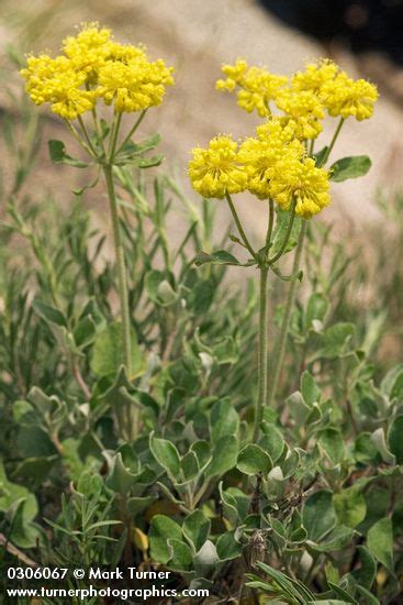 Eriogonum umbellatum var. polyanthum | Sulphur Flower | Wildflowers of ...