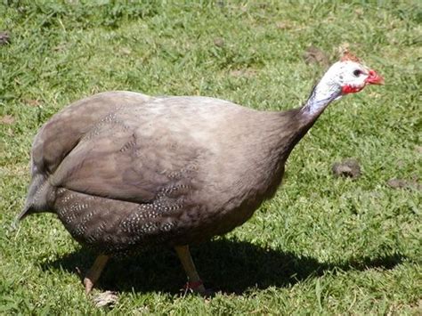 Guinea Fowl Colors : 7 Types Guinea Fowl With Various Beautiful Colors