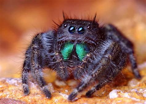 Those not so scary spiders - Trinidad and Tobago Newsday