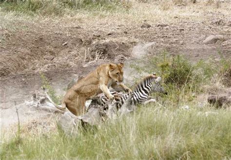 Download Masai Mara Wildlife Updates