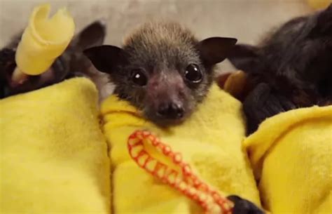 These baby bats wrapped in blankets are the most adorable thing you'll see today - Mirror Online