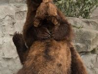 280 Grizzly bear.hugs ideas | animals beautiful, animal pictures ...