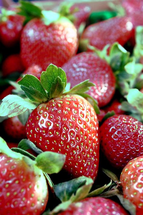 strawberry fields forever. | Strawberry Festival in Plant Ci… | Flickr