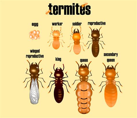 List 94+ Pictures Pictures Of A Termite Sharp