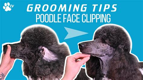 How to clip a standard poodle's face | Grooming Tips - TRANSGROOM - YouTube