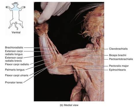 Cat Dissection Lab-Muscles of the Arm and Forearm Flashcards | Quizlet | Cat anatomy, Anatomy ...