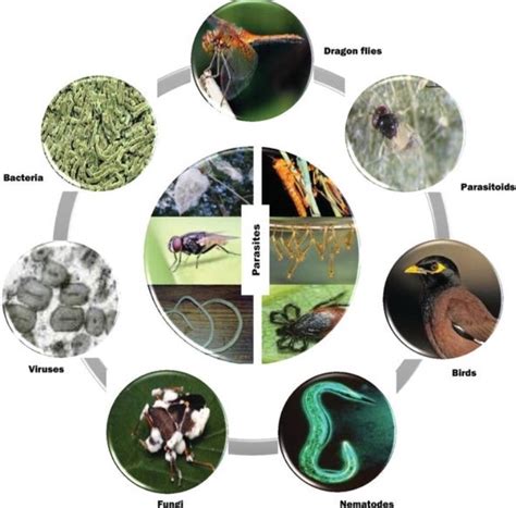 Microbes as Biological Control Agents - Botany Boost Blog