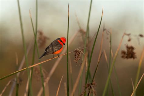 Vermilion Flycatcher | Audubon Field Guide