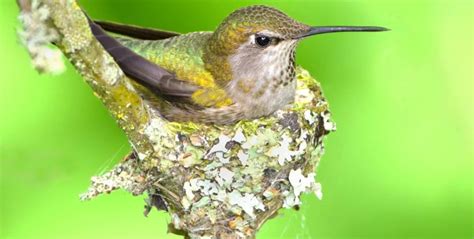 Hummingbird Nests: 7 Fun Facts You Should Know (2022) - Bird Watching HQ