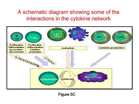 PPT - Cytokines PowerPoint Presentation, free download - ID:5987203