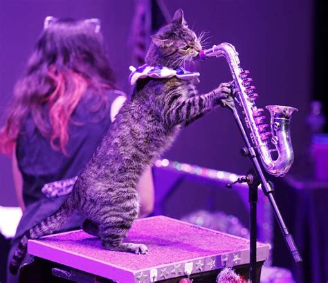 Feline groovy: Amazing Acro-Cats and Rock Cats perform, raise awareness for adoption | Culture ...