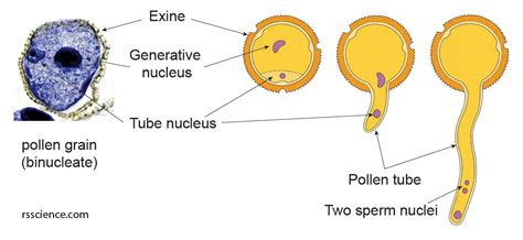 Pollen under a Microscope