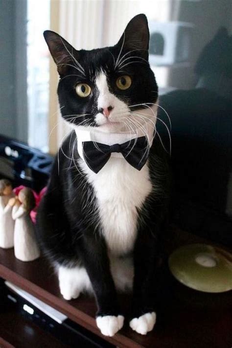 Tuxedo Cats | A ROCK CAT WITH SUIT