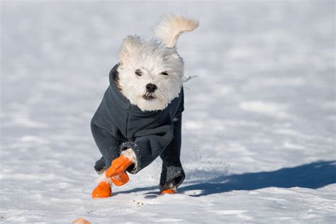 Do Dogs Need Boots For Snow and Cold Weather?