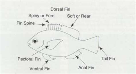 Figures C and D: Finfish anatomy diagrams (Allen et al 2003:15) | Download Scientific Diagram