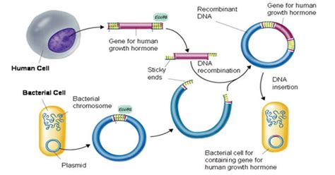 Recombinant DNA Technology- Definition, Steps, Applications