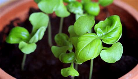 Basil Seedlings - Hobby Farms