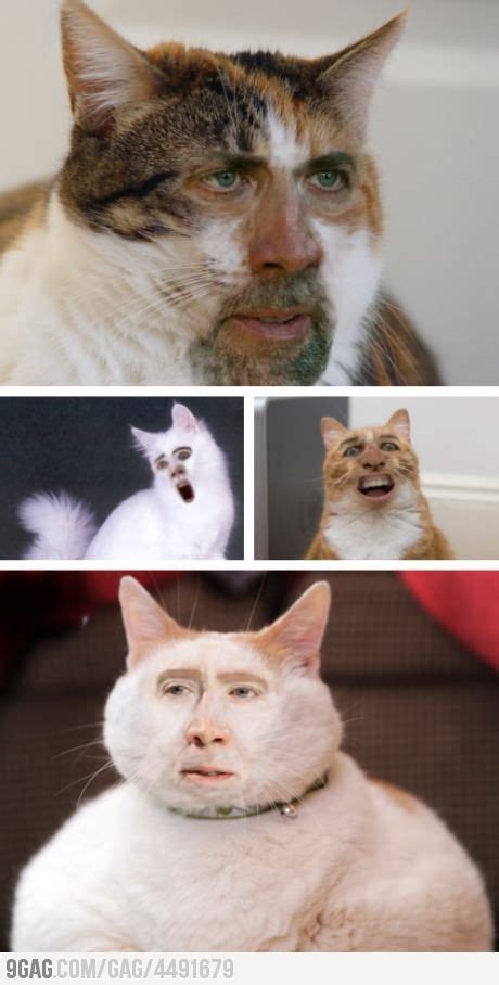 Pin by Pinterestellar on Funny & Weird | Funny face swap, Face swaps, Funny cats