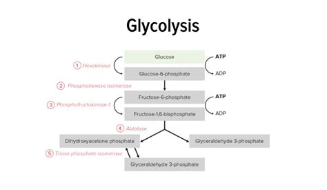 Glycolysis: Biochemistry [+video] - Lecturio Medical