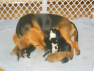 Pomeagle Puppies (Pomeranian/Beagle Mix) - Pomeranian and Pomeagle Puppies