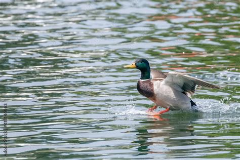 Mallard Duck Landing on Water Stock Photo | Adobe Stock