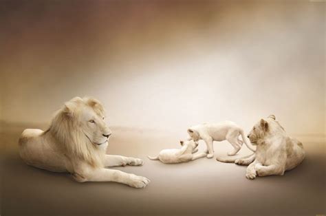 HD wallpaper: Lion Family, white background, White lion | Lion family ...