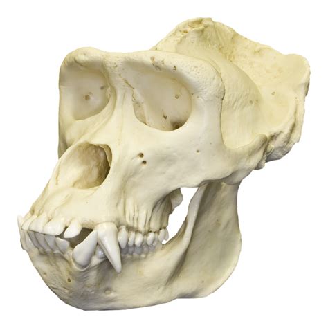 Replica Lowland Gorilla Skull For Sale – Skulls Unlimited International, Inc.