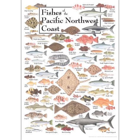 pnw fish - Google Search | Pacific fish, Pacific northwest, Northwest coast