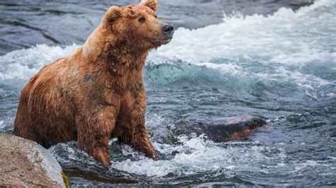 Travelers Have Up-Close Encounter With Grizzly Bears After Landing at Alaska National Park ...