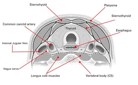 Normal Thyroid Ultrasound Colors