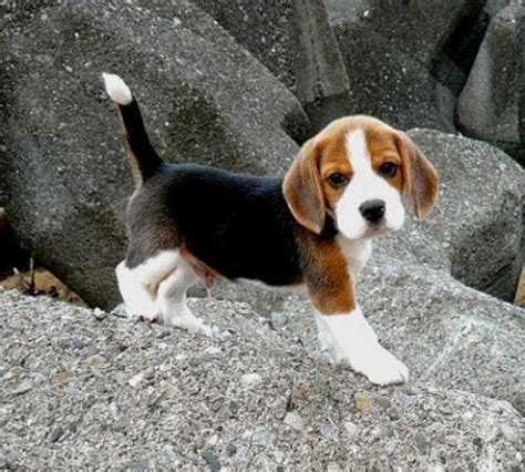 3 Top Differents Kinds of Cute Dogs | Cute beagles, Beagle puppy, Cute dogs