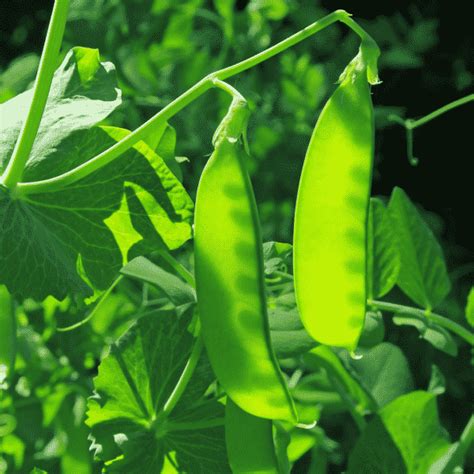 How to Plant & Grow Snow Peas - Brown Thumb Mama®