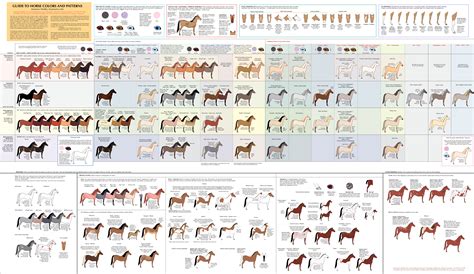 Guide to horse colors & patterns : r/sagathegame