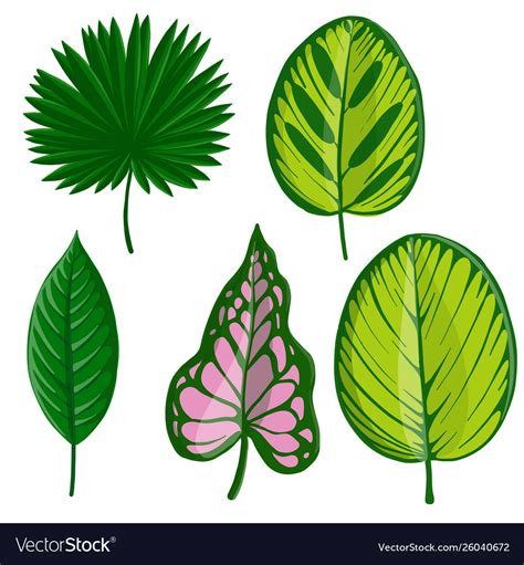 Drawing tropical leaf Royalty Free Vector Image