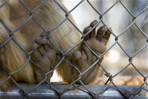 Monkey Feet | Oh, how many feet you meet at the zoo! | Domain Barnyard ...