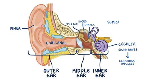 Anatomy and physiology of the ear: Video & Anatomy | Osmosis