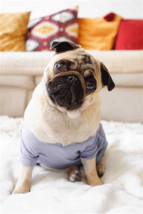 8 Most Interesting Pug Training Tips To Master