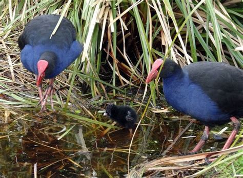 Pukeko Habitat Single Sided Puzzle