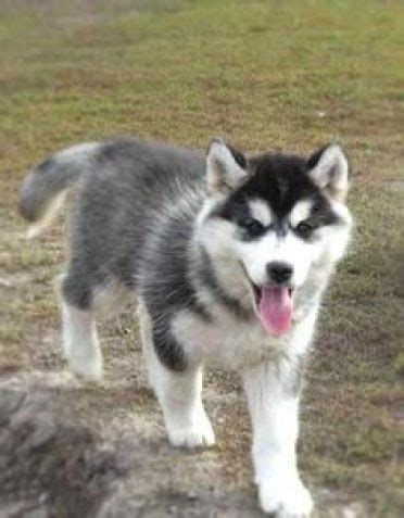 How Big is a Full Grown Pomsky? - Animalso