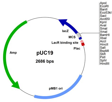 Cloning Vector (Plasmid) - Biology Ease