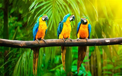 parrots branch jungle hd wallpaper | Top Wallpapers