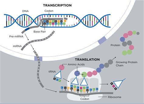 Codon Optimization | GENEWIZ from Azenta