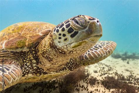 Green sea Turtle swimming in sea Stock Photo | Adobe Stock