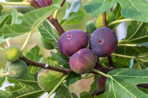 How to Fertilize a Fig Tree [Step-By-Step Fertilizer Guide] | Pepper's Home & Garden