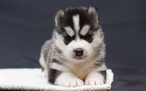 Baby Husky Wallpapers - Wallpaper Cave