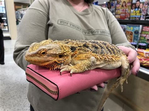 What a cool pet to bring to a store. Totally chill bearded dragon : r/publix