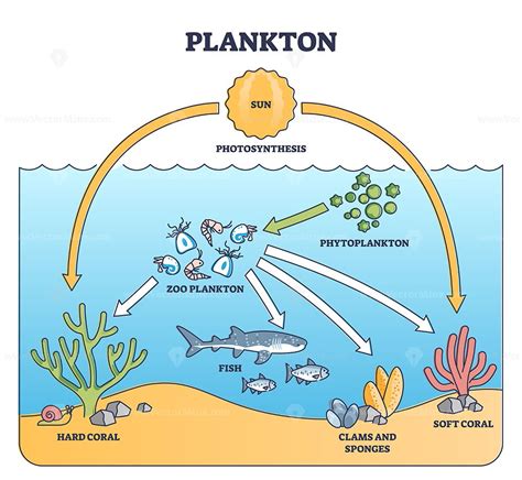 Plankton life and water organisms food chain role explanation outline ...